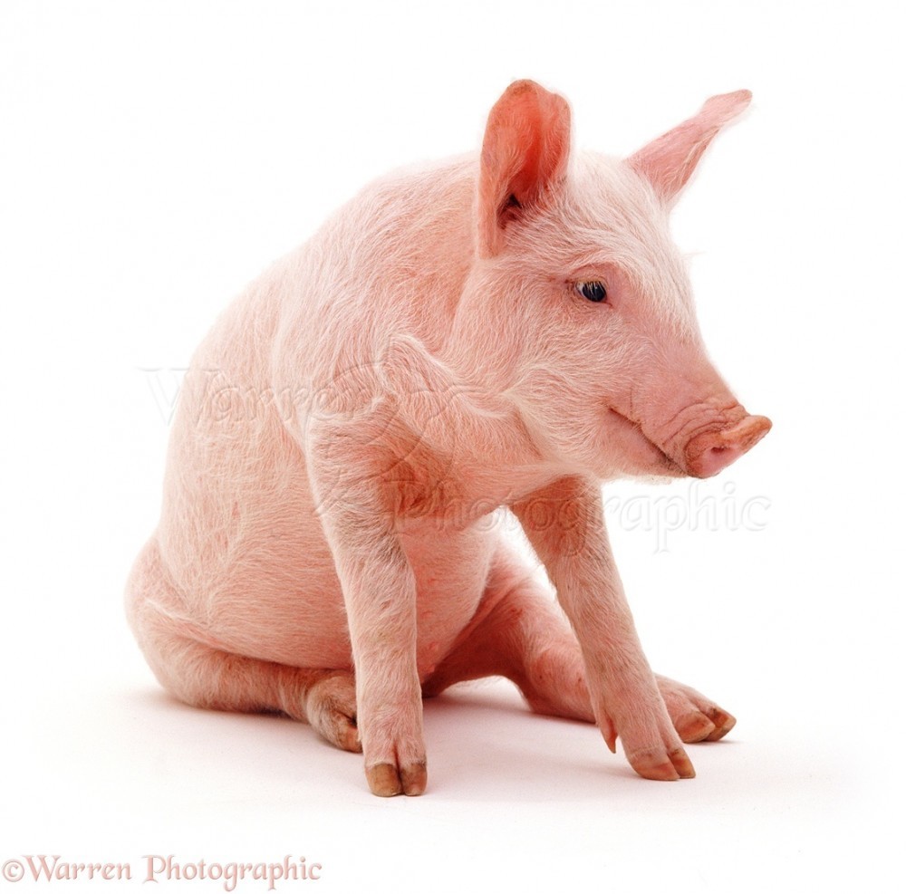 author photo
